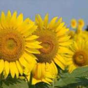 ヒメ日記 2025/08/20 10:42 投稿 ようこ 完熟ばなな 横浜