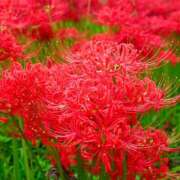 ヒメ日記 2025/09/30 12:20 投稿 ようこ 完熟ばなな 横浜