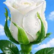 ヒメ日記 2026/03/18 10:51 投稿 ようこ 完熟ばなな 横浜