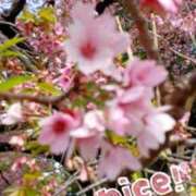 ヒメ日記 2025/04/03 16:40 投稿 せりか 熟女の風俗最終章 蒲田店