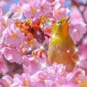 ヒメ日記 2025/04/07 00:01 投稿 せりか 熟女の風俗最終章 蒲田店