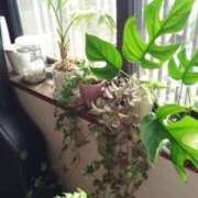 ヒメ日記 2025/07/06 07:20 投稿 せりか 熟女の風俗最終章 蒲田店