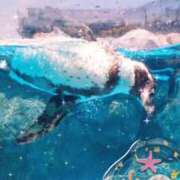 ヒメ日記 2025/07/08 07:40 投稿 せりか 熟女の風俗最終章 蒲田店