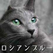 せりか 🐈️猫の中でわ、ロシアンブルーが一番好き❗🌹 熟女の風俗最終章 蒲田店