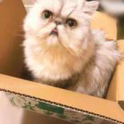 ヒメ日記 2025/06/16 11:20 投稿 ななみPLATINUM SWITCH（スイッチ）新宿店