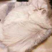 ヒメ日記 2025/10/25 15:26 投稿 ななみPLATINUM SWITCH（スイッチ）新宿店