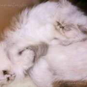 ヒメ日記 2025/12/03 13:33 投稿 ななみPLATINUM SWITCH（スイッチ）新宿店