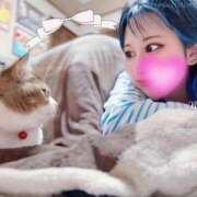 ななみPLATINUM にゃんとこたつ SWITCH（スイッチ）新宿店