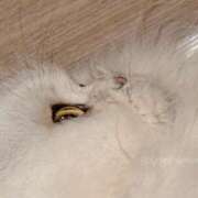 ヒメ日記 2025/12/23 11:50 投稿 ななみPLATINUM SWITCH（スイッチ）新宿店