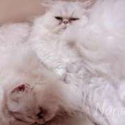 ヒメ日記 2026/01/19 00:24 投稿 ななみPLATINUM SWITCH（スイッチ）新宿店