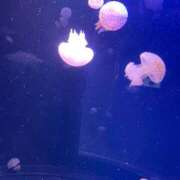 ヒメ日記 2025/03/08 09:00 投稿 みらん SUZUME