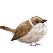 ヒメ日記 2025/03/29 09:14 投稿 みらん SUZUME