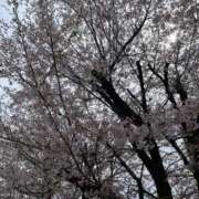 ヒメ日記 2025/04/06 21:02 投稿 みらん SUZUME