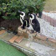 ヒメ日記 2025/06/11 09:00 投稿 みらん SUZUME