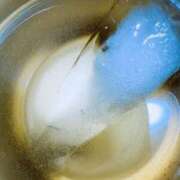 ヒメ日記 2025/11/21 09:00 投稿 みらん SUZUME