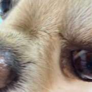 ヒメ日記 2026/03/25 08:45 投稿 みらん SUZUME