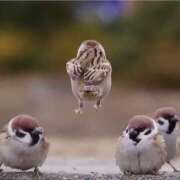 ヒメ日記 2026/04/13 09:02 投稿 みらん SUZUME