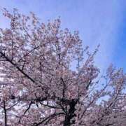 ヒメ日記 2025/04/06 21:31 投稿 ちる シャブール