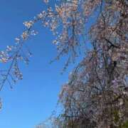 ヒメ日記 2026/04/02 21:22 投稿 ちる シャブール