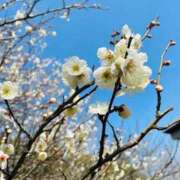 ヒメ日記 2025/03/10 06:20 投稿 菊池 恵 30代40代50代と遊ぶなら博多人妻専科24時