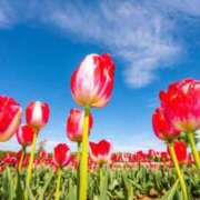 ヒメ日記 2025/04/08 11:52 投稿 菊池 恵 30代40代50代と遊ぶなら博多人妻専科24時