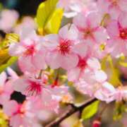 ヒメ日記 2025/04/11 00:13 投稿 菊池 恵 30代40代50代と遊ぶなら博多人妻専科24時