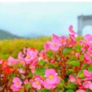 ヒメ日記 2025/04/16 08:05 投稿 菊池 恵 30代40代50代と遊ぶなら博多人妻専科24時