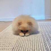 ヒメ日記 2025/04/18 01:22 投稿 菊池 恵 30代40代50代と遊ぶなら博多人妻専科24時