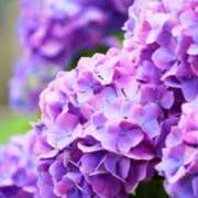 ヒメ日記 2025/06/06 10:07 投稿 菊池 恵 30代40代50代と遊ぶなら博多人妻専科24時