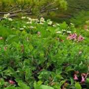 ヒメ日記 2025/07/30 09:14 投稿 菊池 恵 30代40代50代と遊ぶなら博多人妻専科24時