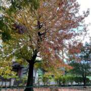 ヒメ日記 2025/11/10 11:58 投稿 菊池 恵 30代40代50代と遊ぶなら博多人妻専科24時