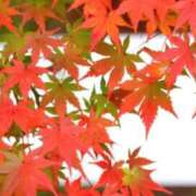 ヒメ日記 2025/11/14 11:48 投稿 菊池 恵 30代40代50代と遊ぶなら博多人妻専科24時