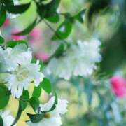 ヒメ日記 2026/01/22 07:17 投稿 菊池 恵 30代40代50代と遊ぶなら博多人妻専科24時