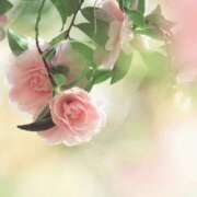 ヒメ日記 2026/01/23 08:47 投稿 菊池 恵 30代40代50代と遊ぶなら博多人妻専科24時