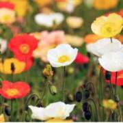 ヒメ日記 2026/01/31 23:19 投稿 菊池 恵 30代40代50代と遊ぶなら博多人妻専科24時