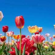 ヒメ日記 2026/03/01 09:30 投稿 菊池 恵 30代40代50代と遊ぶなら博多人妻専科24時