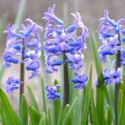 ヒメ日記 2026/03/03 11:05 投稿 菊池 恵 30代40代50代と遊ぶなら博多人妻専科24時