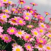 ヒメ日記 2026/04/16 08:01 投稿 菊池 恵 30代40代50代と遊ぶなら博多人妻専科24時