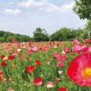 ヒメ日記 2026/04/17 09:05 投稿 菊池 恵 30代40代50代と遊ぶなら博多人妻専科24時