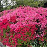 ヒメ日記 2026/04/21 10:48 投稿 菊池 恵 30代40代50代と遊ぶなら博多人妻専科24時