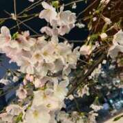 ヒメ日記 2025/04/03 07:00 投稿 ななせ 五反田人妻ヒットパレード（シンデレラグループ）