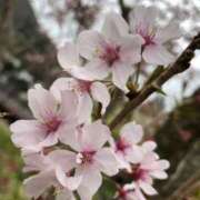 ヒメ日記 2025/04/03 12:00 投稿 ななせ 五反田人妻ヒットパレード（シンデレラグループ）