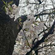 ヒメ日記 2025/04/03 18:00 投稿 ななせ 五反田人妻ヒットパレード（シンデレラグループ）