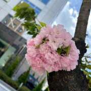 ヒメ日記 2025/04/16 16:55 投稿 ななせ 五反田人妻ヒットパレード（シンデレラグループ）