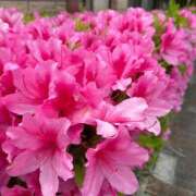 ヒメ日記 2025/04/30 09:02 投稿 ななせ 五反田人妻ヒットパレード（シンデレラグループ）