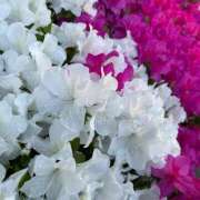 ヒメ日記 2025/04/30 21:03 投稿 ななせ 五反田人妻ヒットパレード（シンデレラグループ）