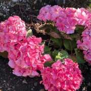 ヒメ日記 2025/06/10 13:33 投稿 ななせ 五反田人妻ヒットパレード（シンデレラグループ）