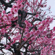 ゆうり姫 こんにちは 螢