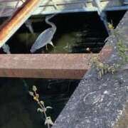 ヒメ日記 2026/01/18 13:18 投稿 広瀬かれん 恋する妻たち