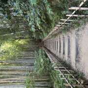 ヒメ日記 2025/08/01 09:51 投稿 ひな 成田人妻最高級倶楽部